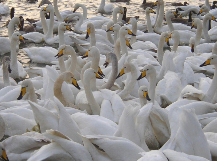 Mass of Whoopers.jpg